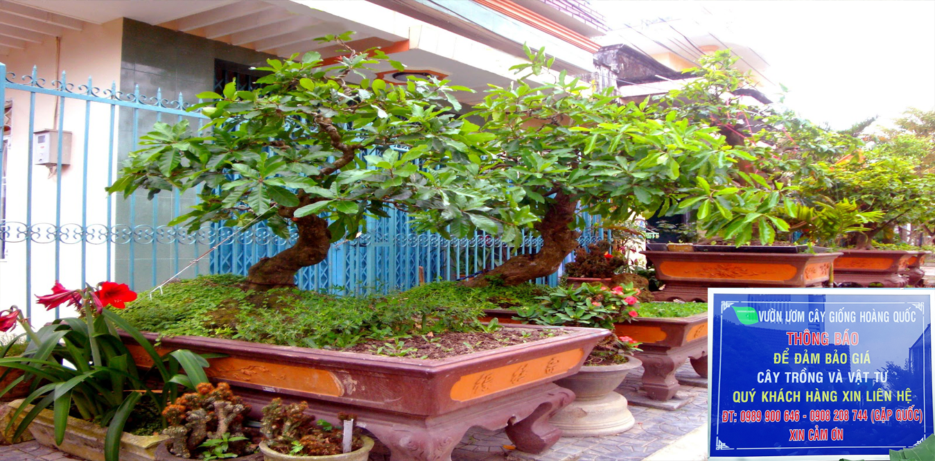 Mai chấn thuỷ bonsai